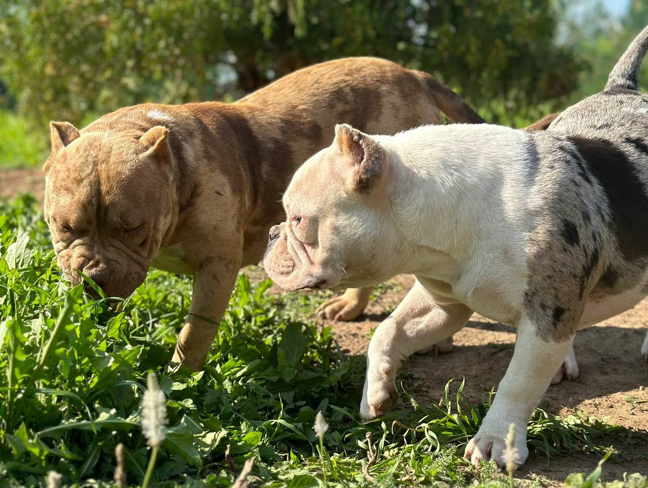 Sunshine Girl. Питомник американских булли Bounty Pride Bully