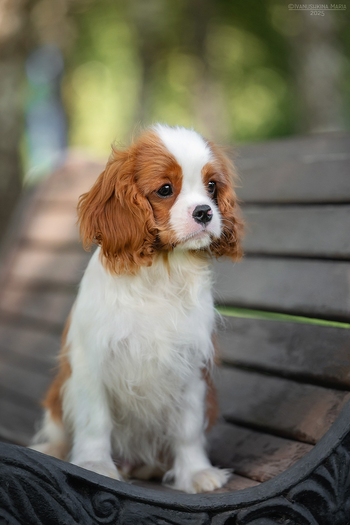 Фотосессия щенков на продажу. Фотограф собак в Москве и Московской области Иванушкина Мария