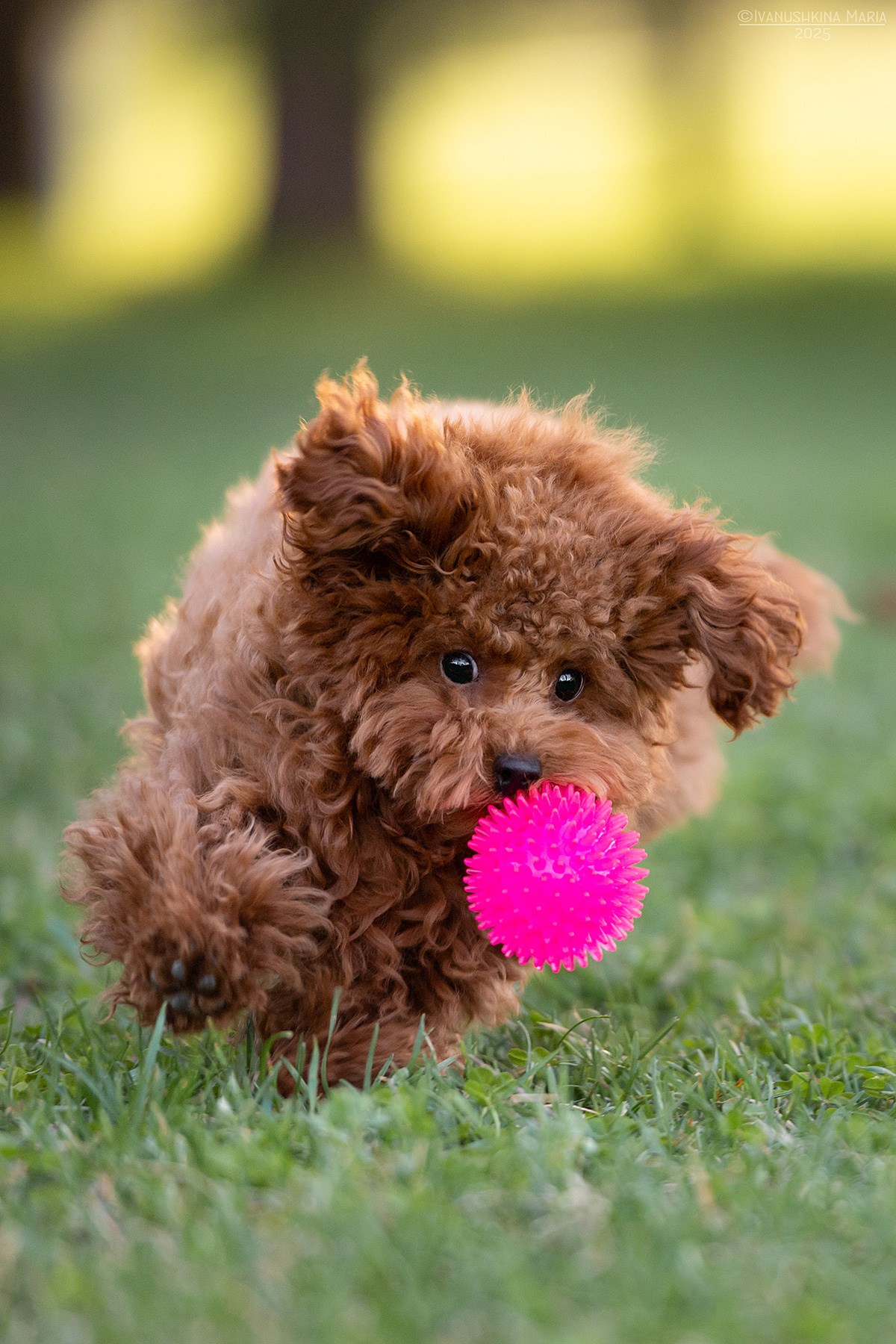 Фотосессия щенков на продажу. Фотограф собак в Москве и Московской области Иванушкина Мария