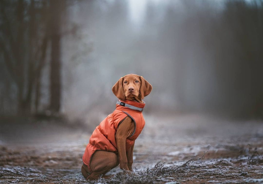 Трисс. Фотограф анималист Осипчикова Мария