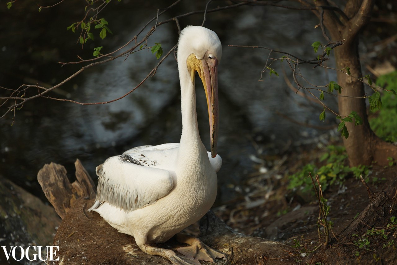VOGUE. Репортажный, архитектурный, театральный и файн-арт фотограф Лена Мельникова в Москве