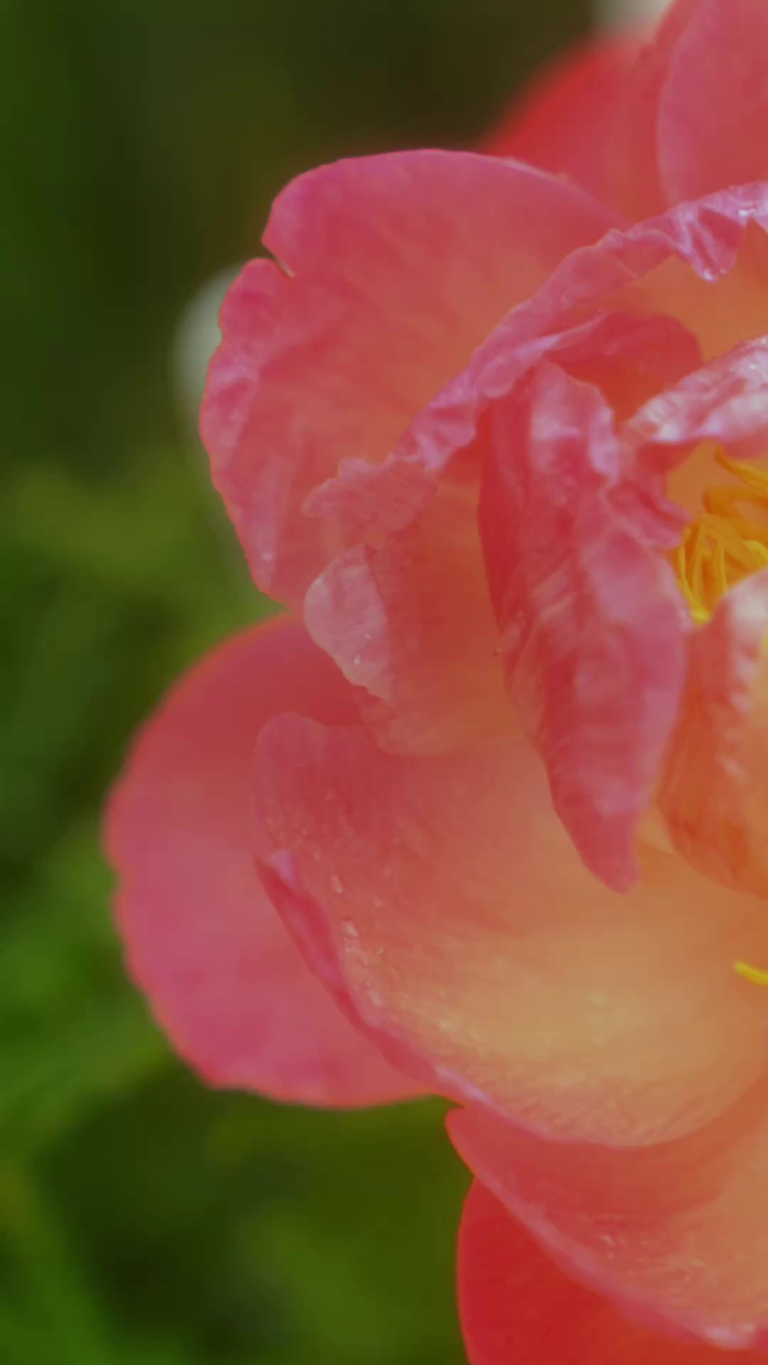 REELS/TISER. Катя и Ксюша Ивановы, видеографы Сочи Краснодар