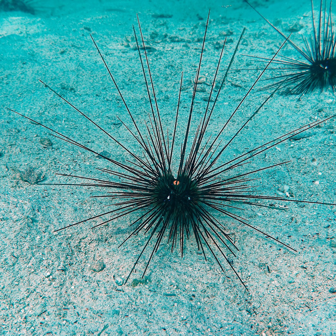 Мне посмотреть. Рыбов показываю