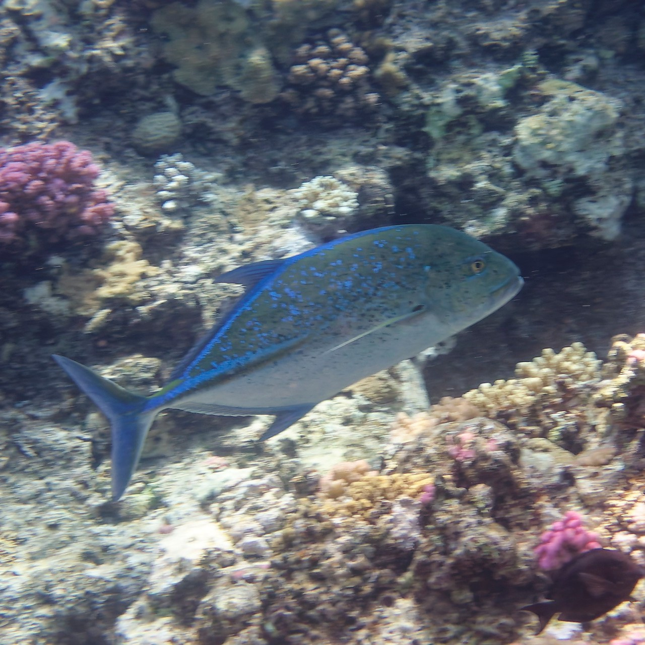 Мне посмотреть. Рыбов показываю