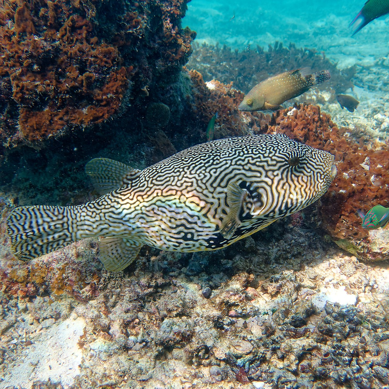 Мне посмотреть. Рыбов показываю