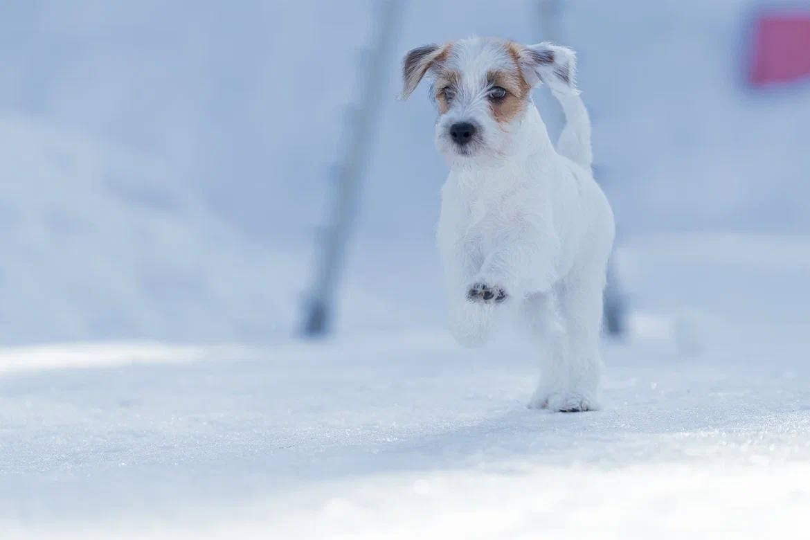 Сука 2. Lovely-Orange питомник джек рассел терьеров