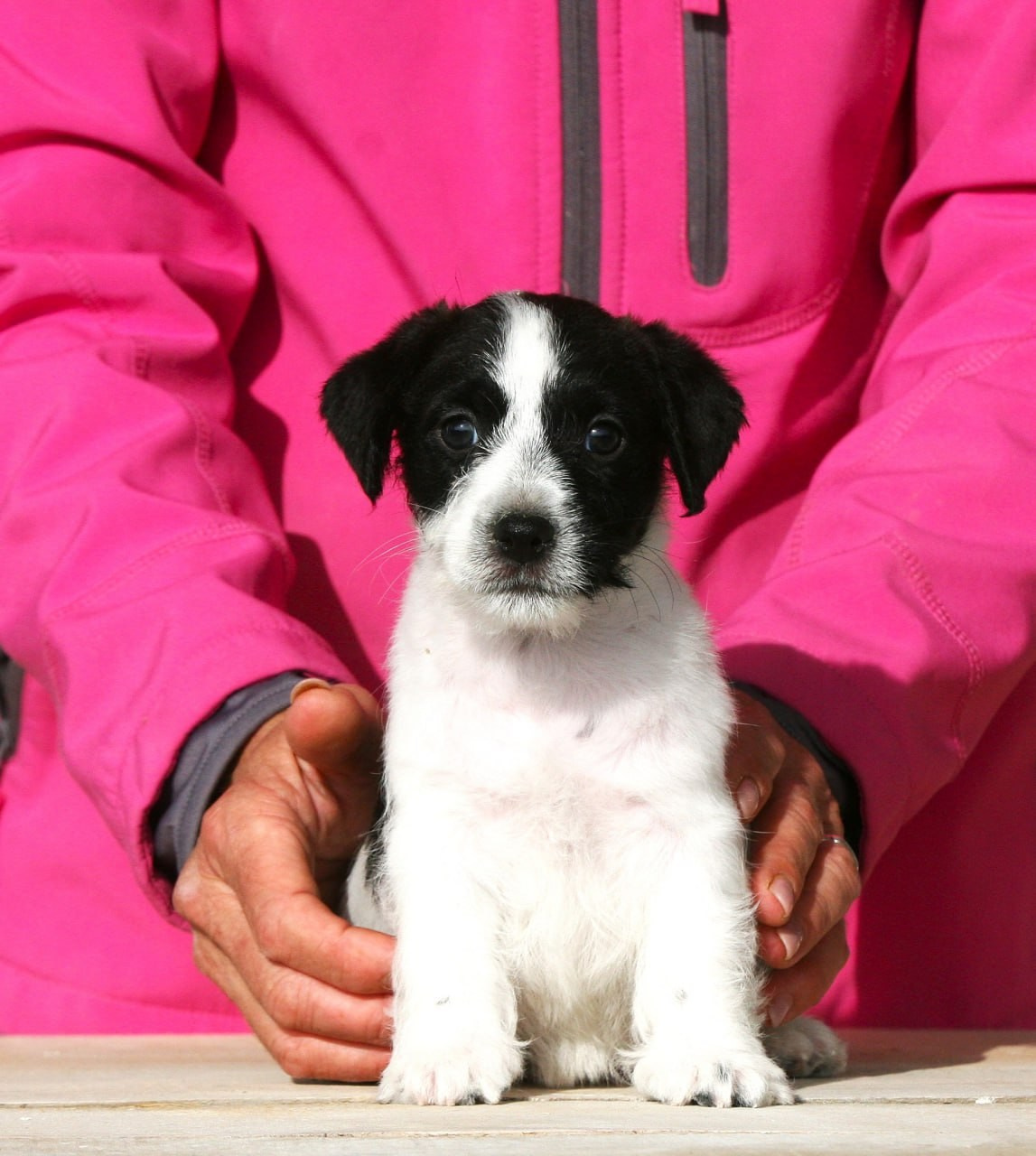 Сука 2. Lovely-Orange питомник джек рассел терьеров