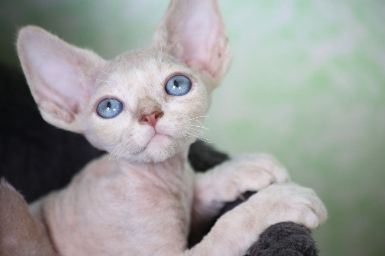 DRX, а 21 32 котик Nevskiy Favorite Qu'Appelle 🧿 д/р 06.04.26. Nevskiy Favorite — питомник девон-рексов в Санкт-Петербурге. Здоровые, ласковые и редкие котята