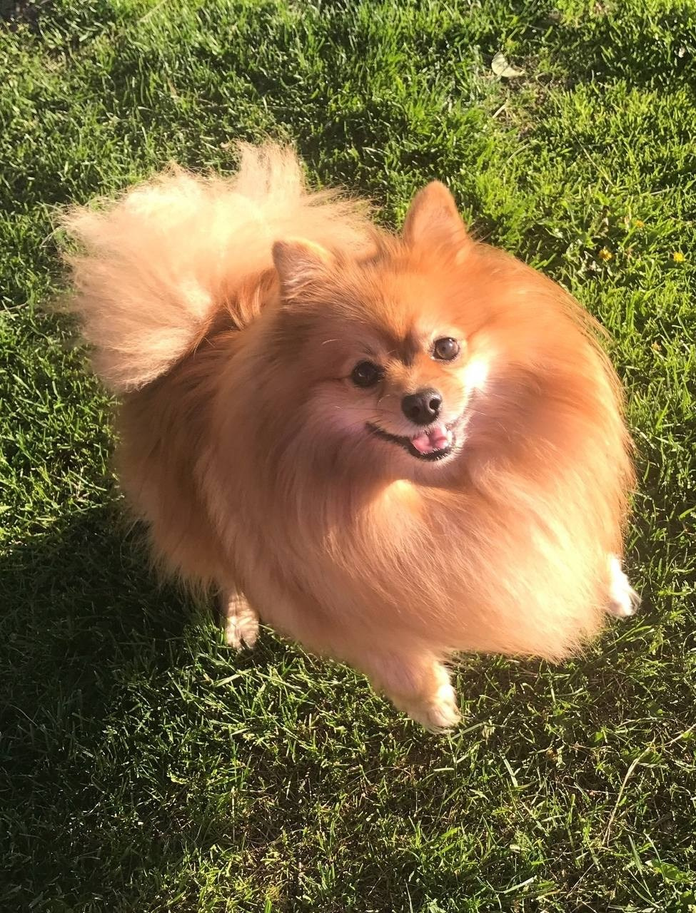 Хвостики. Портретный фотограф город Уфа