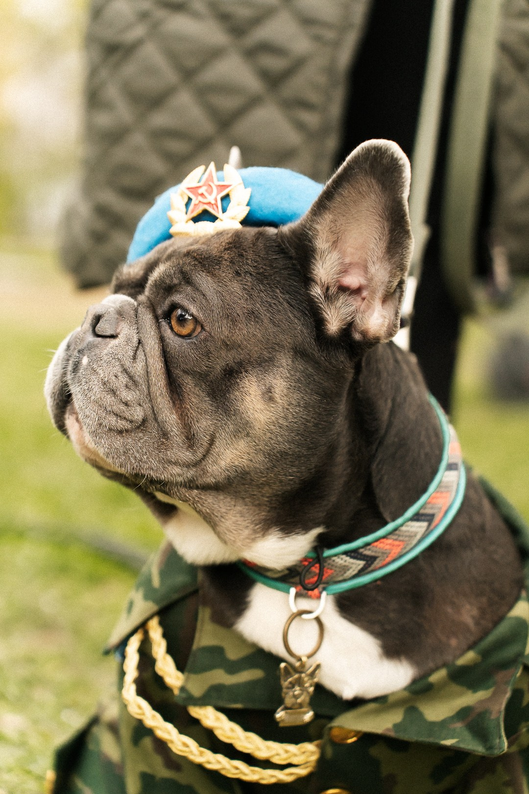 Парад Бульдогов. Axenov_eugene