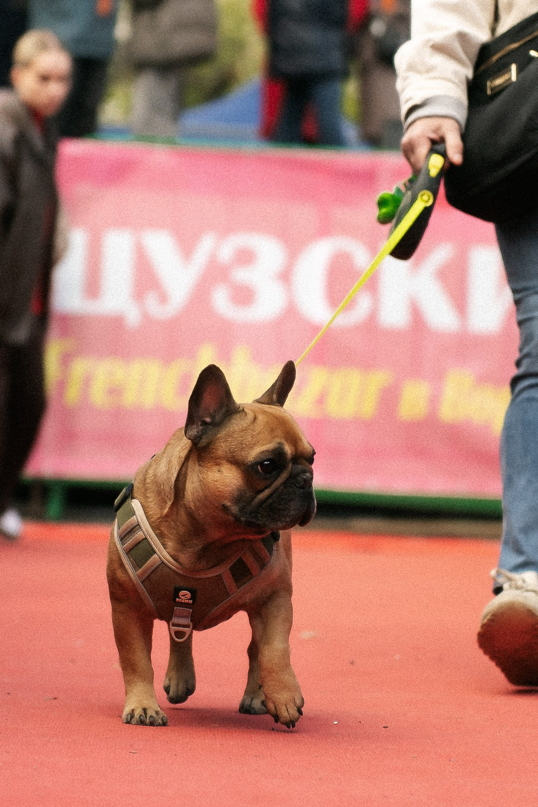 Парад Бульдогов. Axenov_eugene