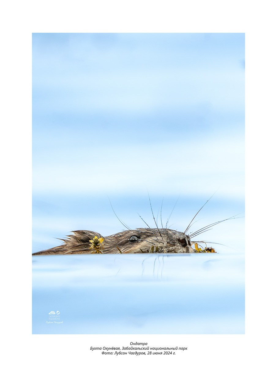 Фотовыставка «Дети природы». Фотограф Лубсан Чагдуров