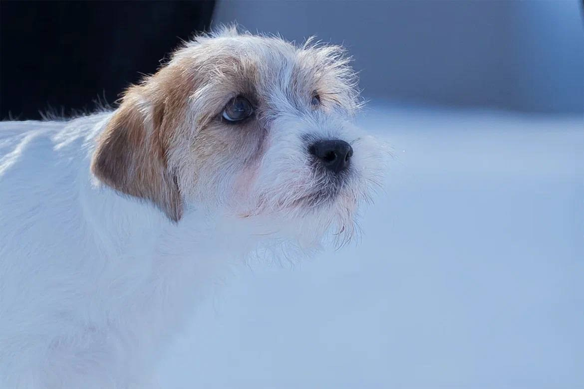 Сука 4. Lovely-Orange питомник джек рассел терьеров