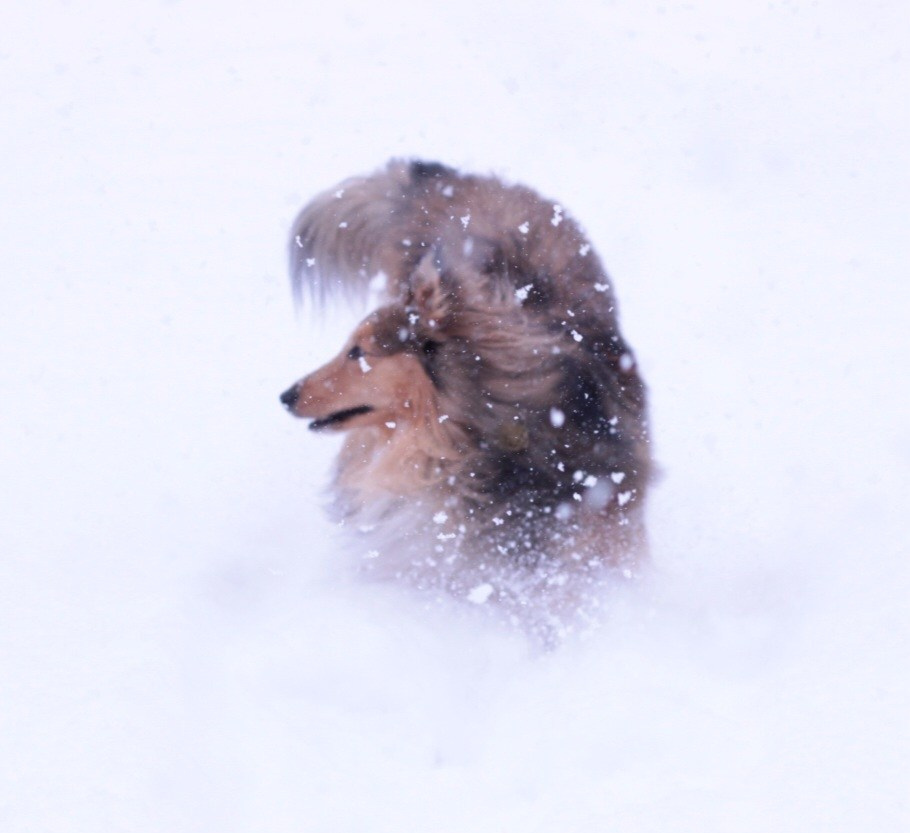 Арчи мой питомец шелти. Катя Попова|ЛайфСтайл фотограф