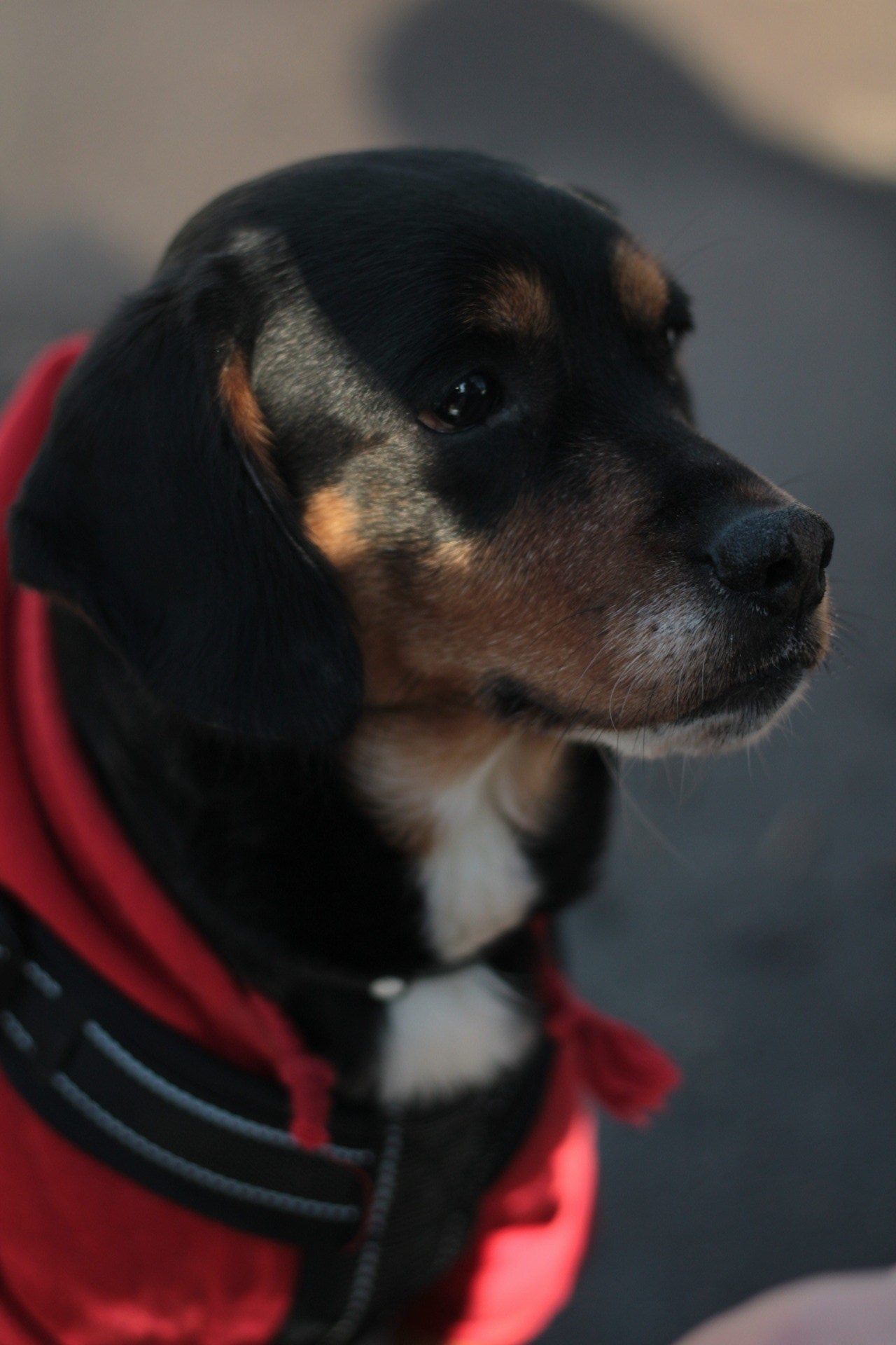 Маша и Кекс. Катя Попова|ЛайфСтайл фотограф