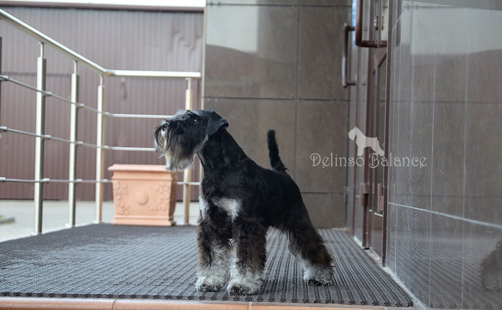 Питомник Делинсо Бэлэнс, щенки цвергшнауцера, купить щенка цвергшнауцера, питомник цвергшнауцеров, кобель цвергшнауцера для вязки, щенок цвергшнауцера, питомник цвергшнауцеров, черный с серебром, цверг, лучший питомник в беларуси