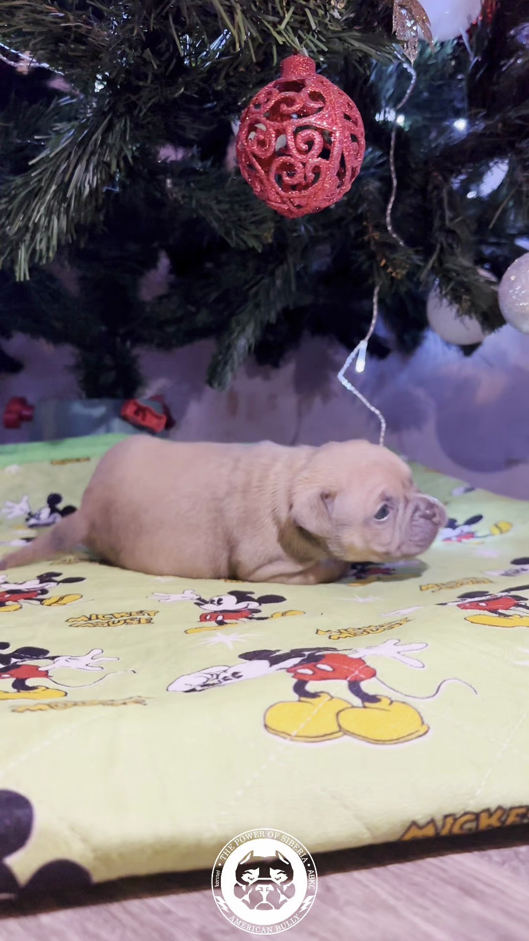 Все свободные щенки. Американский Булли в г. Ростов-на-Дону. Питомник THE POWER OF SIBERIA