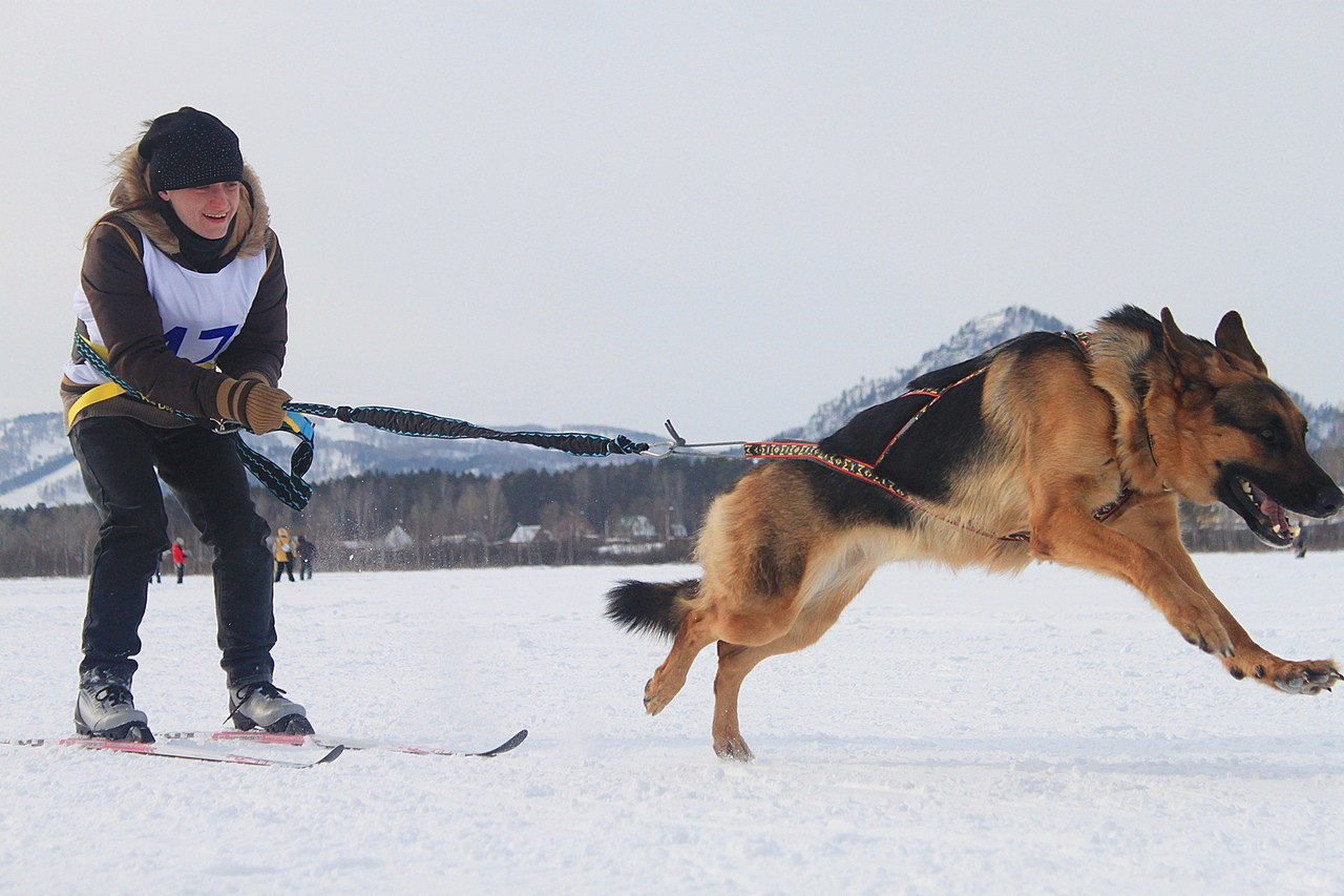 Манжерок. Гонки на собачьей упряжке