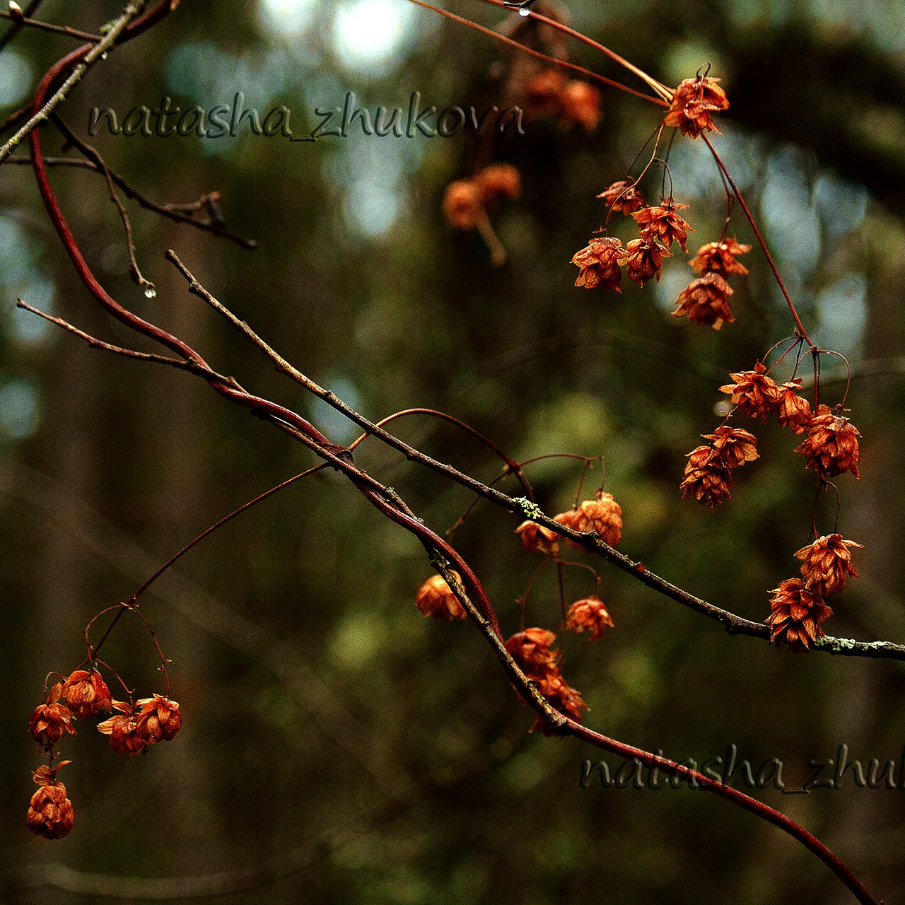 Кустарники. Природа севера