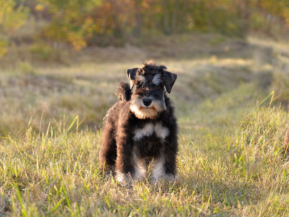 Венди/Delinso Balance Vendy Wu. Питомник цвергшнауцеров в Беларуси «Делинсо Бэлэнс»