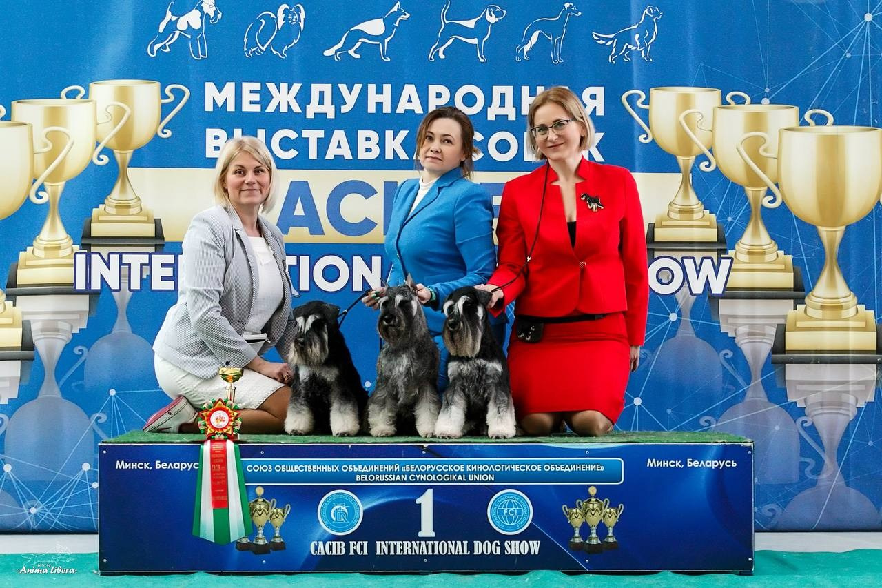 Питомник Делинсо Бэлэнс, щенки цвергшнауцера, купить щенка цвергшнауцера, питомник цвергшнауцеров, кобель цвергшнауцера для вязки, щенок цвергшнауцера, питомник цвергшнауцеров, черный с серебром, цверг, лучший питомник в беларуси