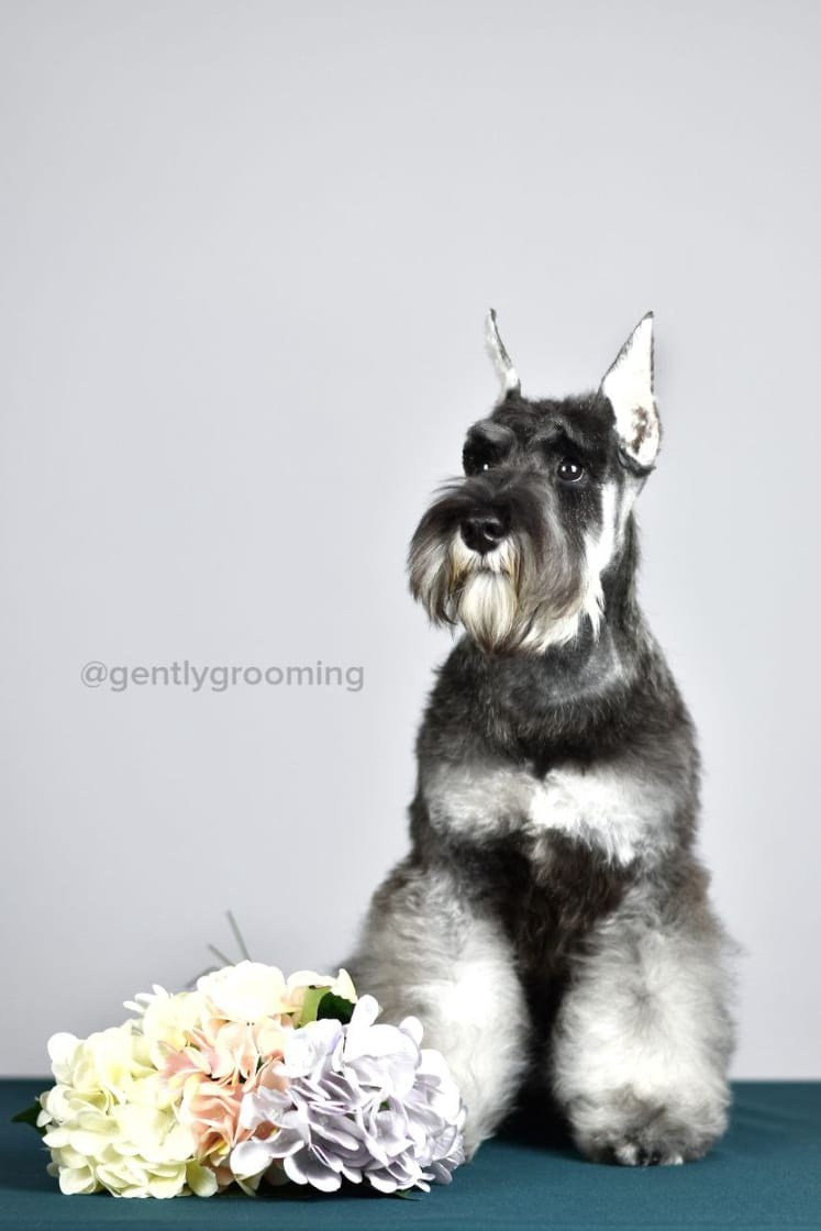 Армина/ Delinso Balance May-Armina. Питомник цвергшнауцеров в Беларуси «Делинсо Бэлэнс»