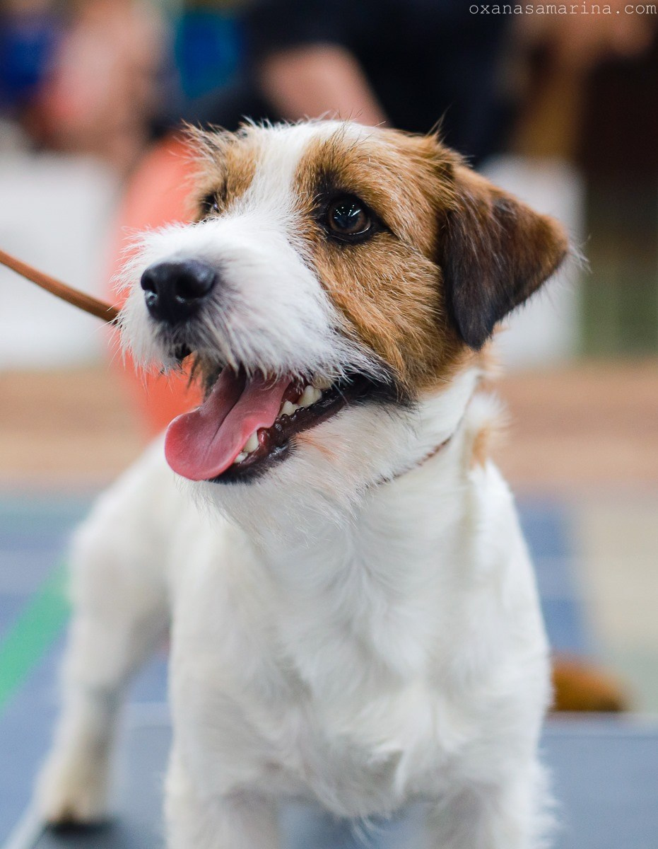 Port Fortis Rock-N-Roll