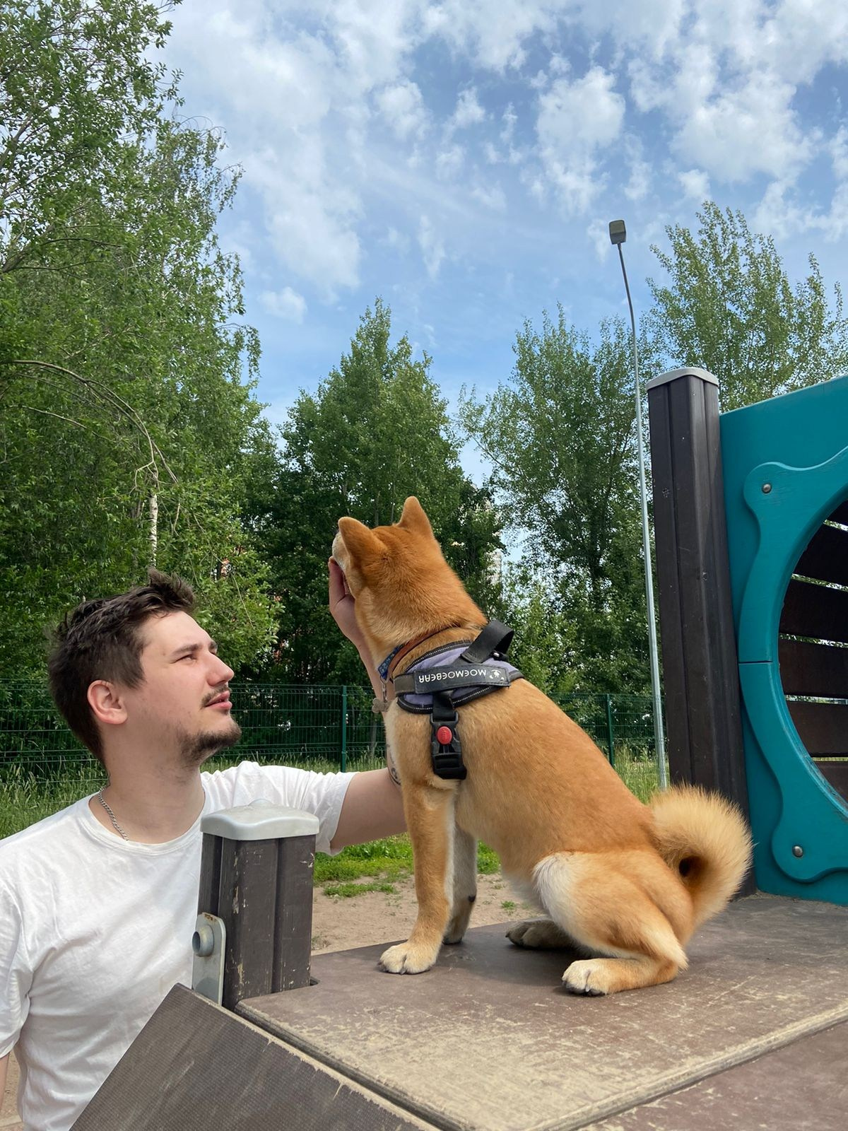 сиба питомник Рубилайт щенки на продажу rubylight  сиба щенки купить