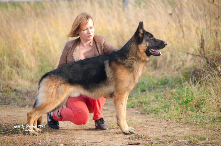 Экстерьерные фото. Slavilada-Лапки. Свет. Любовь… Профессиональная фотосессия питомцев Для памяти, пристройства и продажи. Хабаровск