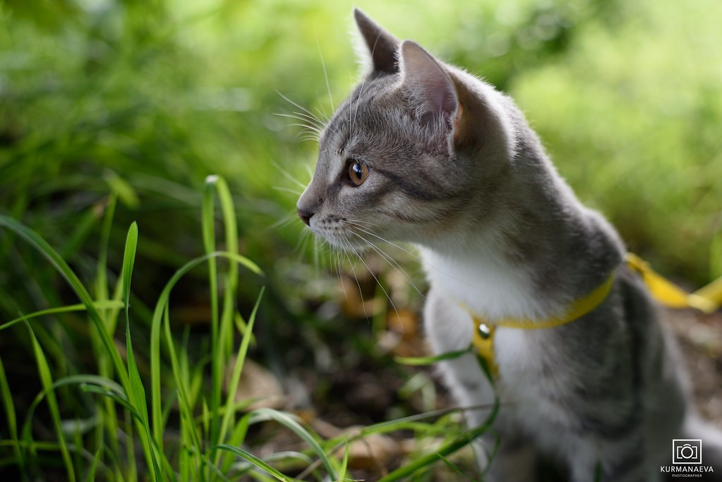 Фотосессия кота. Мужская фотосессия в СПб|Ирина Курманаева