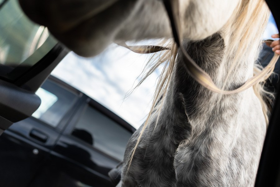 Репортаж из КЧР). Семейный фотограф и видеограф Алёна Ким