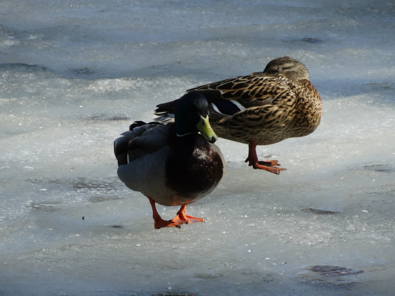 Шашлыки с ночевкой | 11-12.04.2015. Галерея Фантим