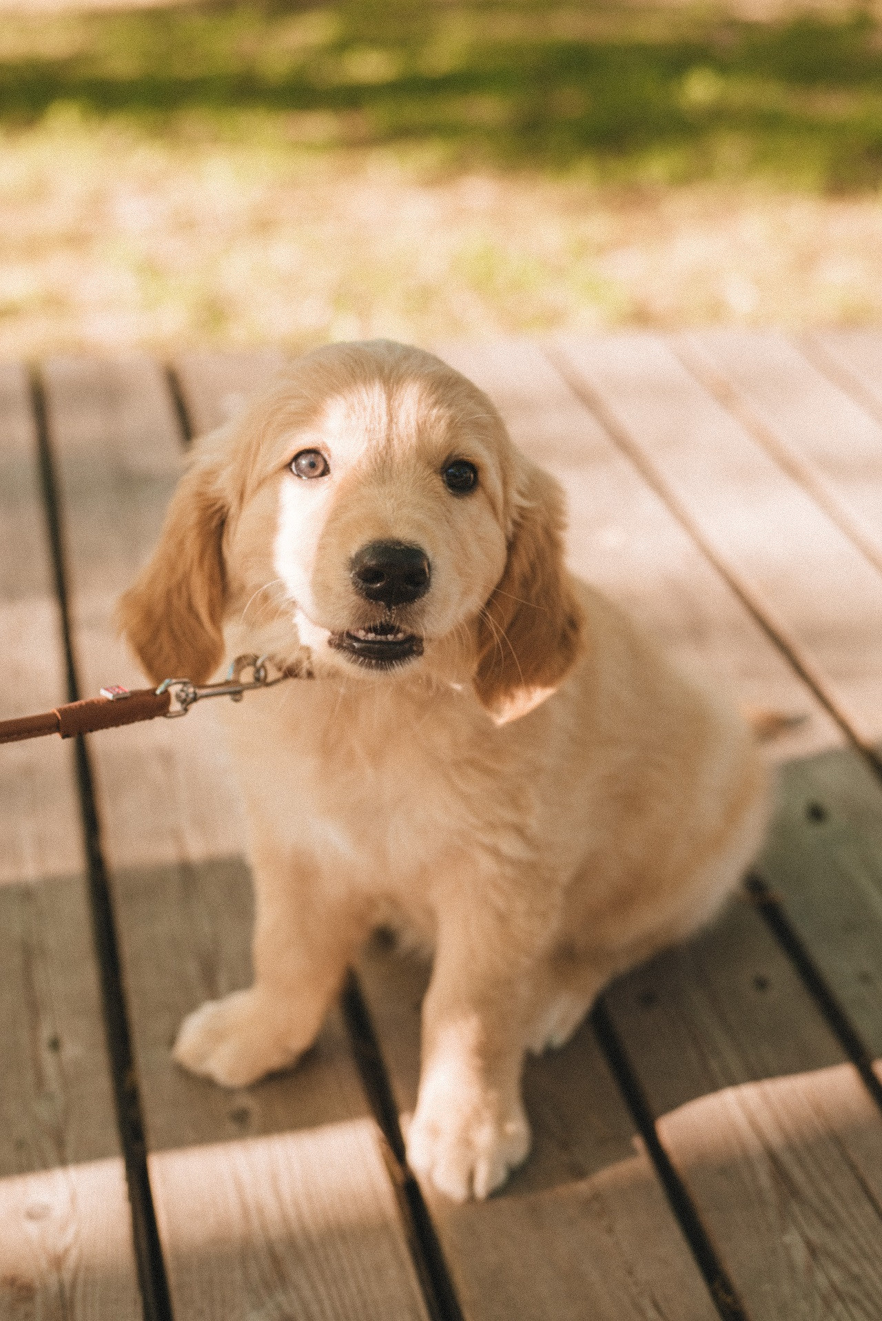 ФОТО ПРОГУЛКА. Семейный и женский фотограф в Москве Доминова Елена
