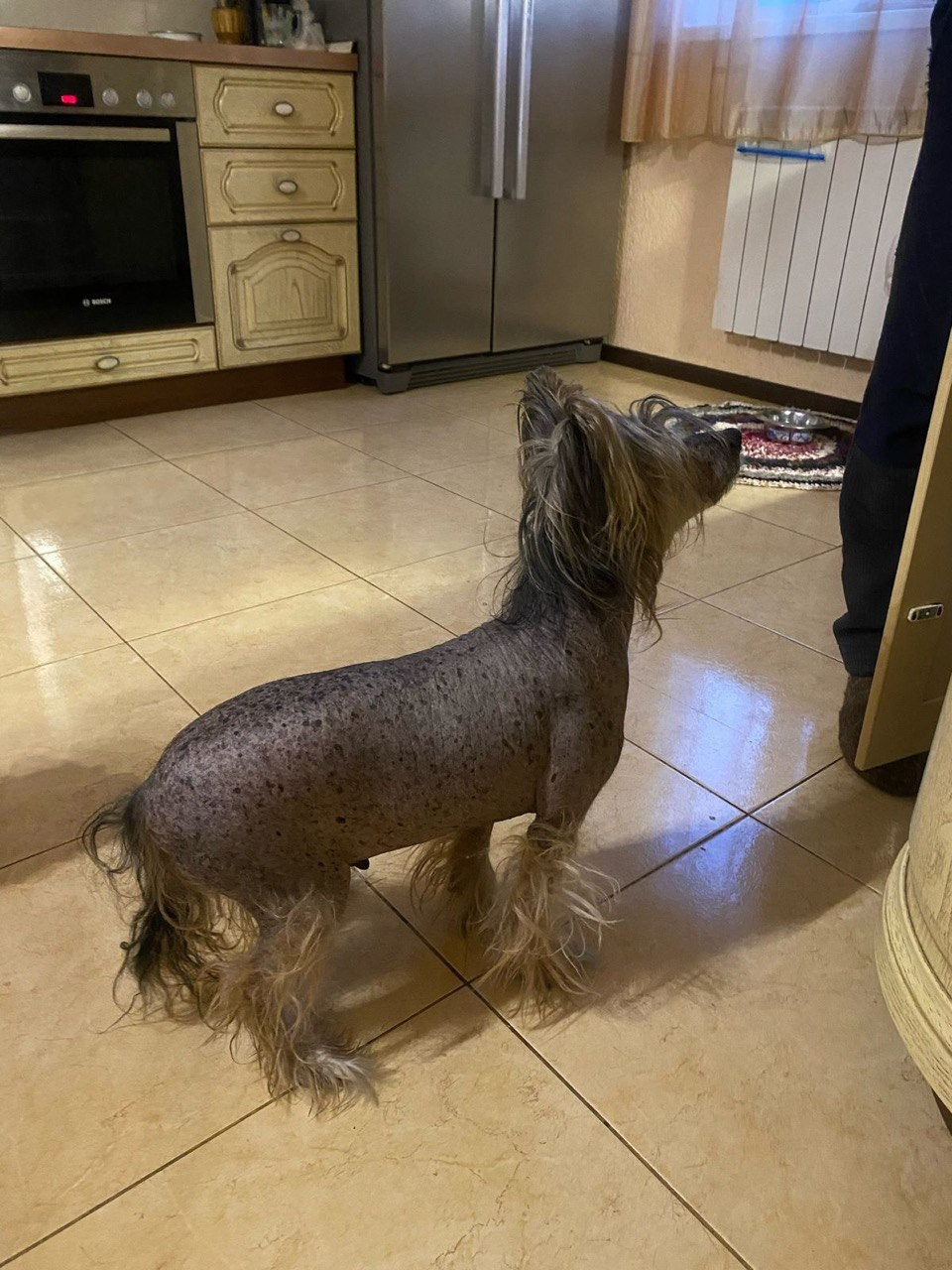 Нерону (Zlato Dinastii Neron) — 14 лет. Поздравляем тебя, наш знаменитый папа!. Питомник китайских хохлатых собак Poale Ell: купить щенка