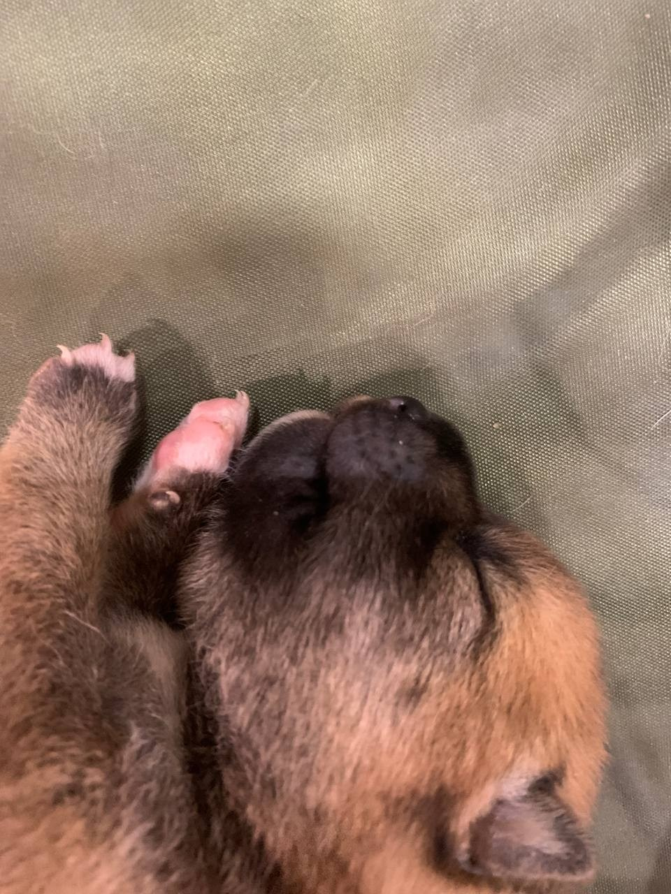 сиба питомник Рубилайт щенки на продажу rubylight  сиба щенки купить СПб Санкт-Петербург