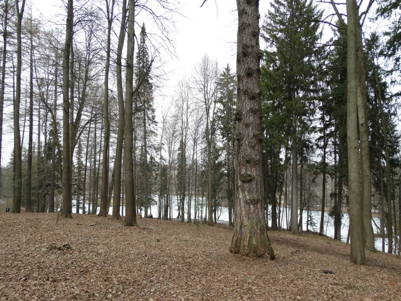 Середниково — Piligrim Porto — Братцево — Сходненская чаша | 09.04.2016. Галерея Фантим