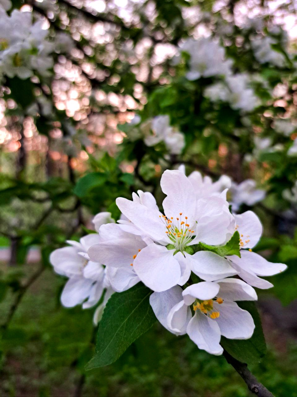 Предметная фотография. Семейный и детский фотограф в Москве Анастасия Крейнина