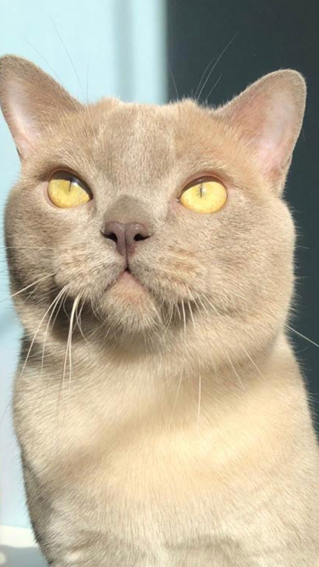 Котёнок американской бурмы. Las Burmas — питомник американской бурмы традиционных линий