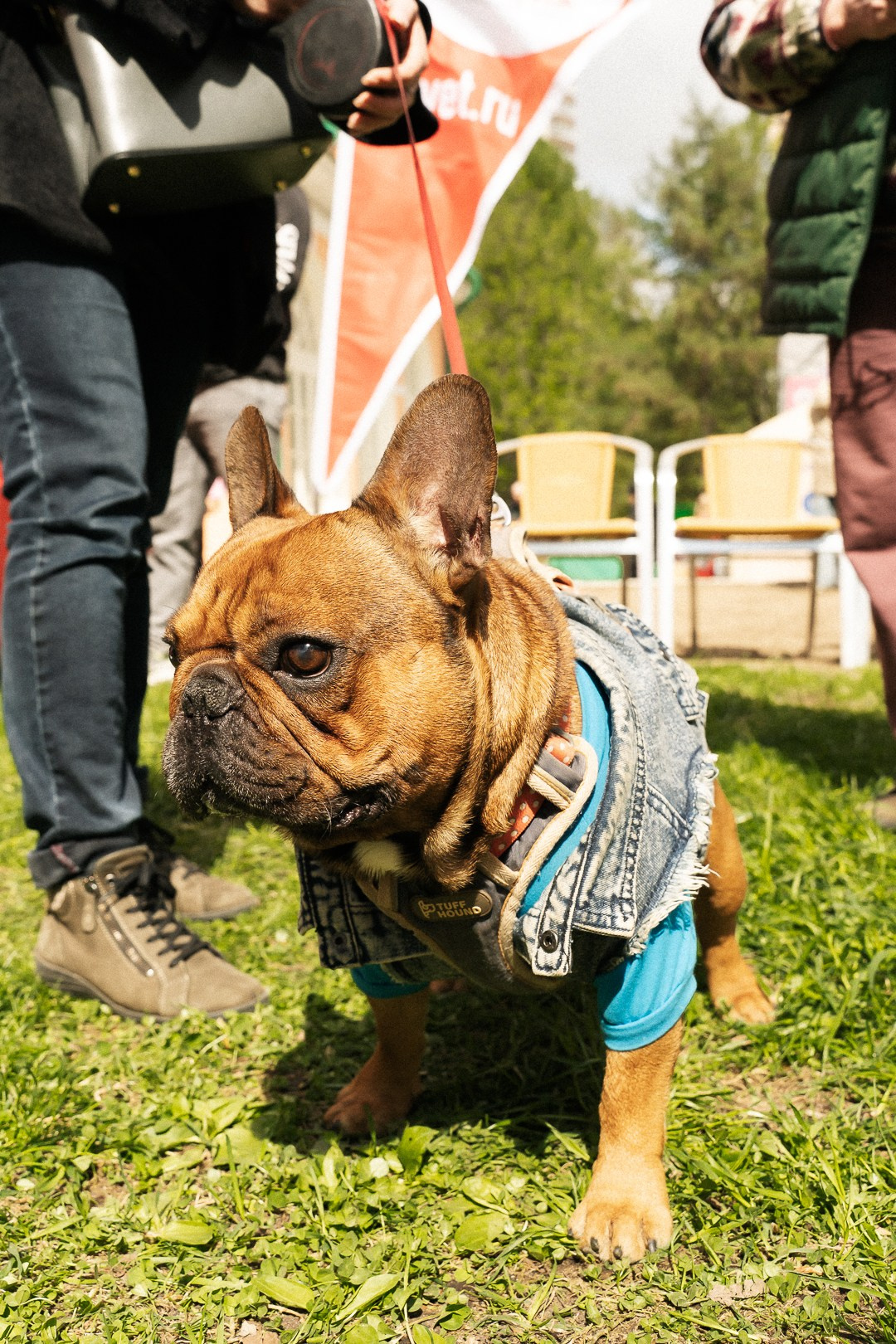 Парад Бульдогов. Axenov_eugene