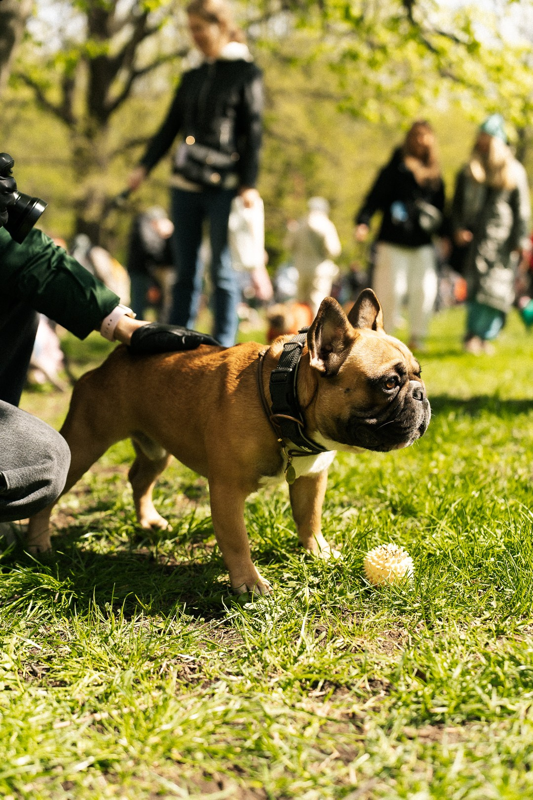 Парад Бульдогов. Axenov_eugene