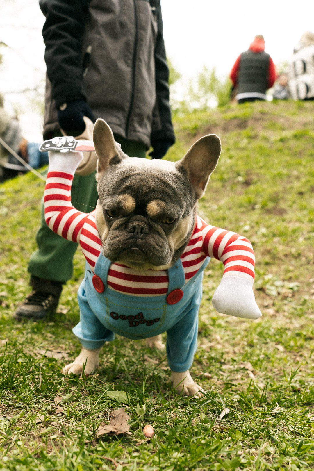 Парад Бульдогов. Axenov_eugene