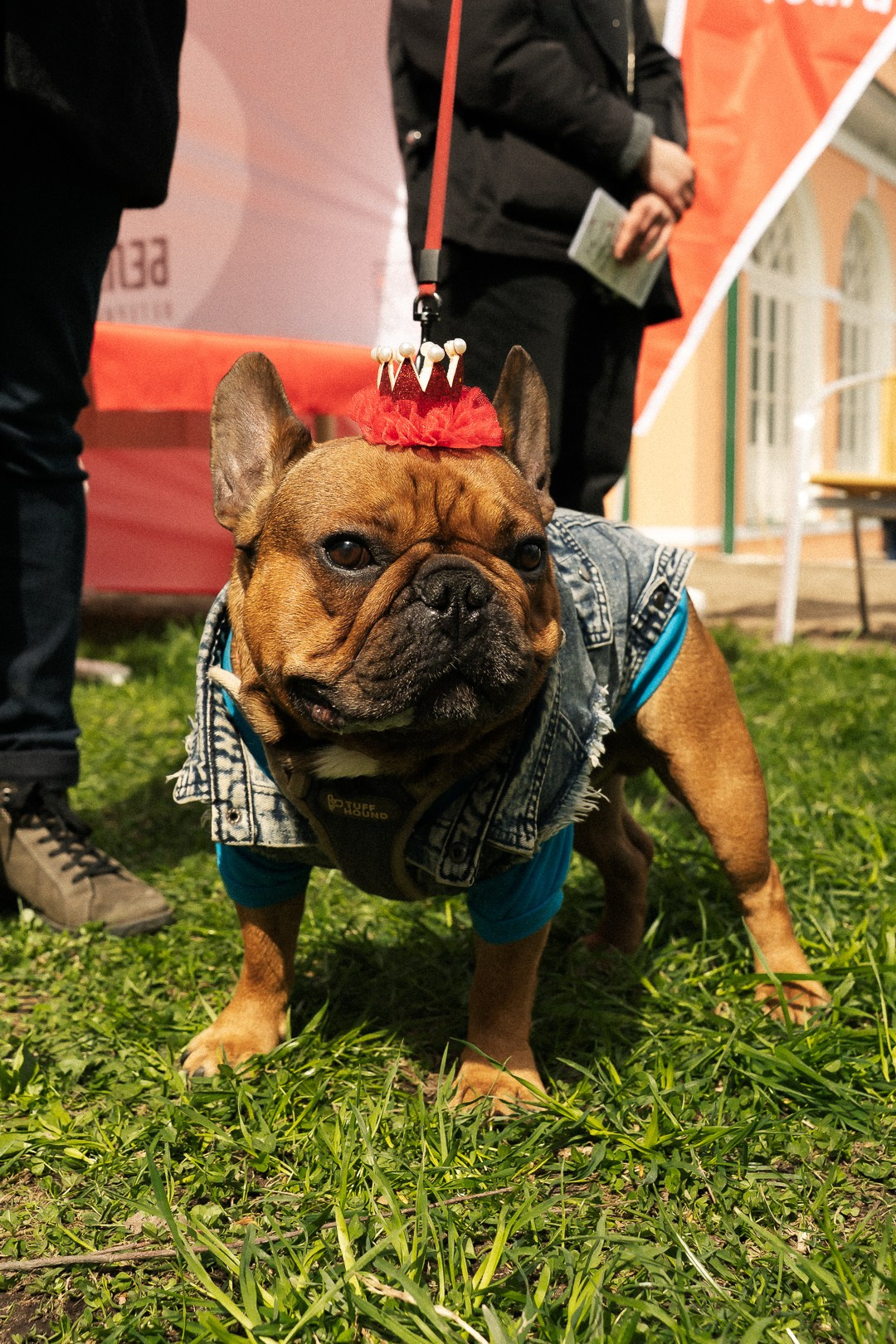 Парад Бульдогов. Axenov_eugene