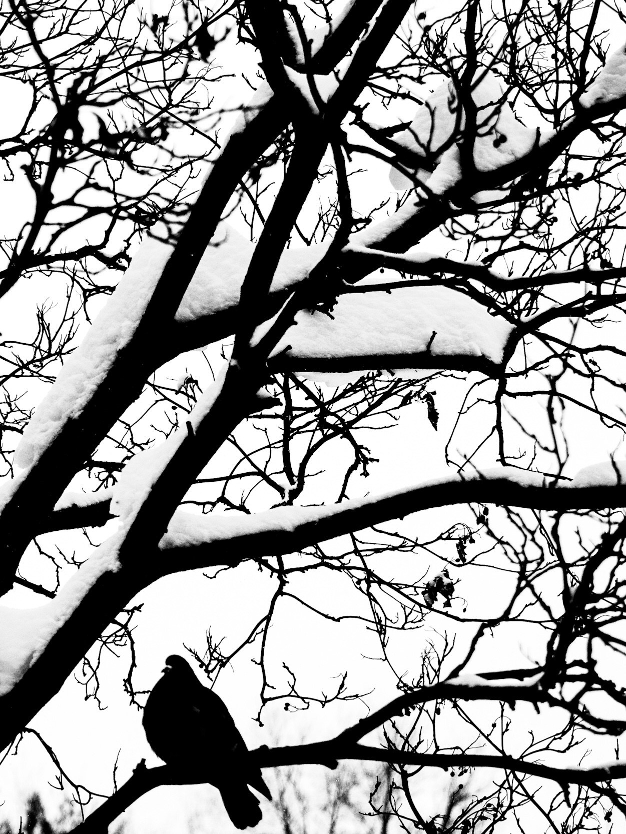 Чёрно-белая зима 25-26. Фотосессии и репортаж — Фотограф в Москве — Рина Серёгина