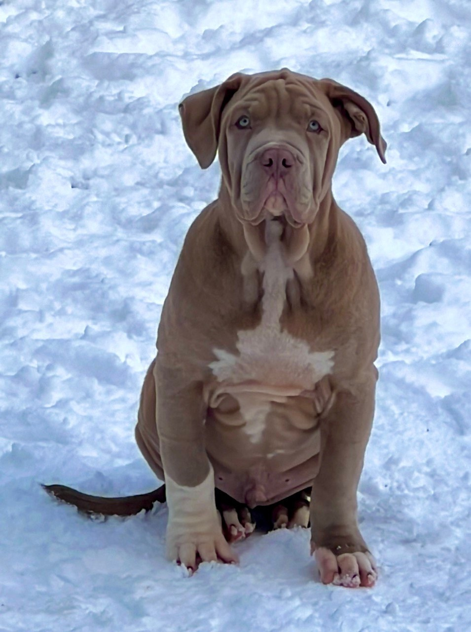 Hunter&Queenie, 10.09.25. Американские булли XL в г. Калининград. Питомник Great Bully UNIVERSE