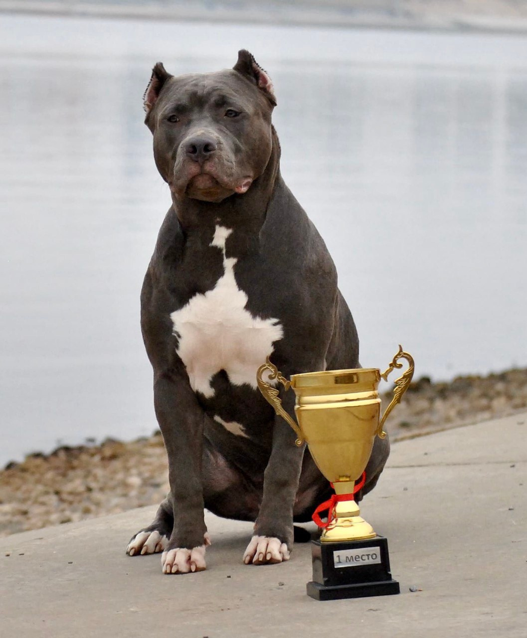 UPB’s Queenie & Zeus. 16.04.24. Американские булли XL в г. Калининград. Питомник Great Bully UNIVERSE