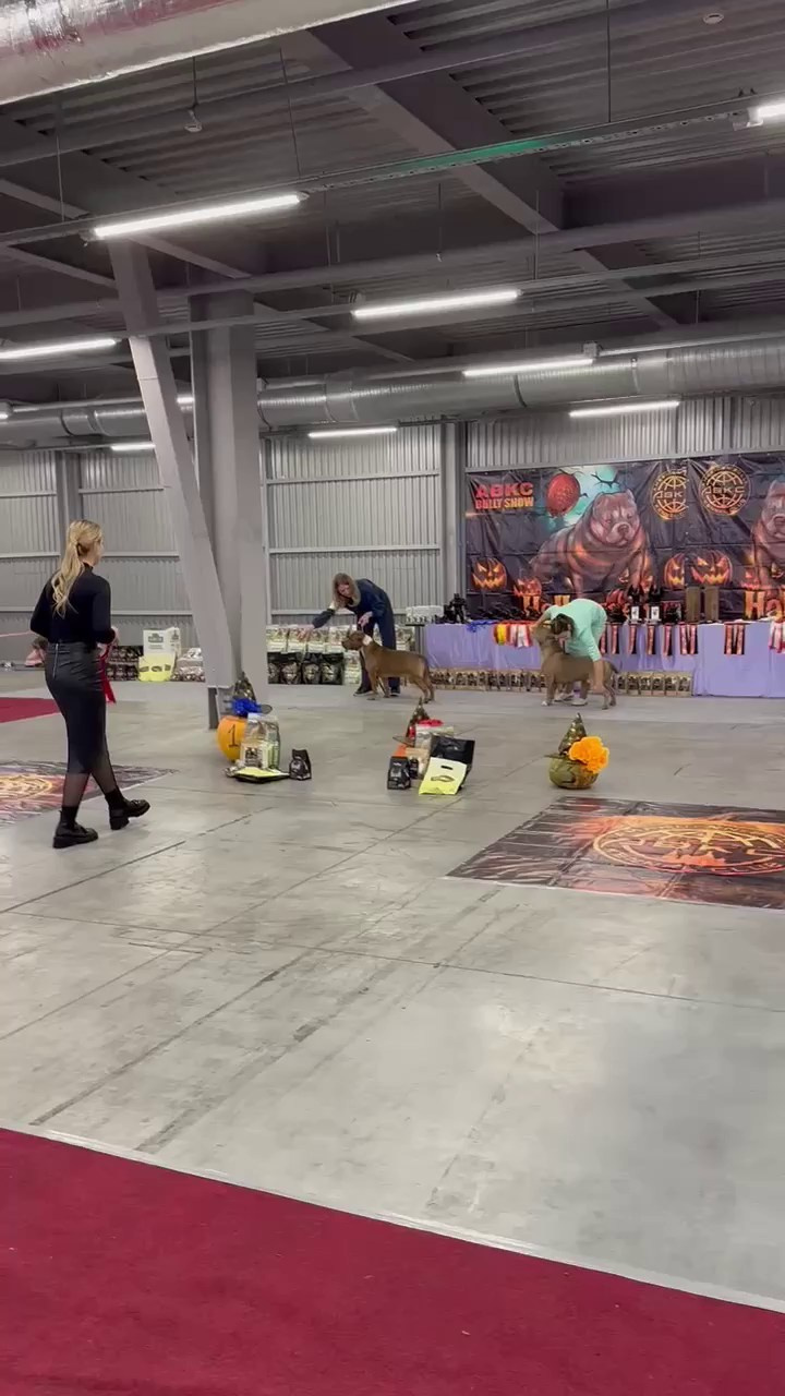 Участие в выставках. Американские булли XL в г. Калининград. Питомник Great Bully UNIVERSE