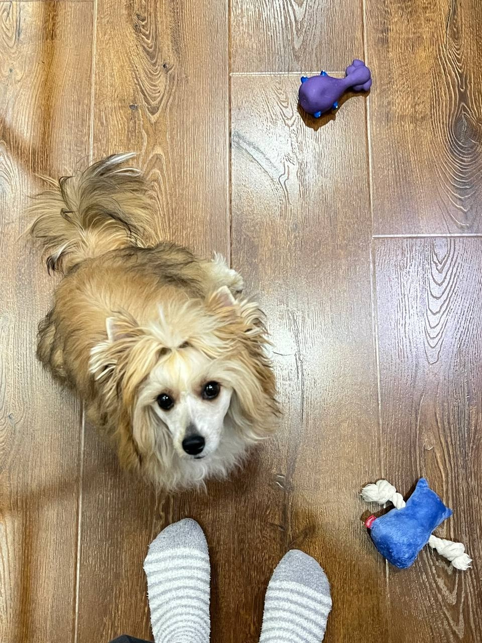 Poale Ell Veles. Chinese Crested Dog Kennel Poale Ell