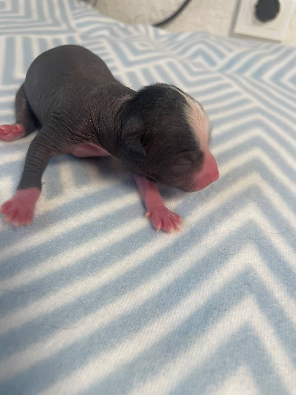 D3 День Рождения