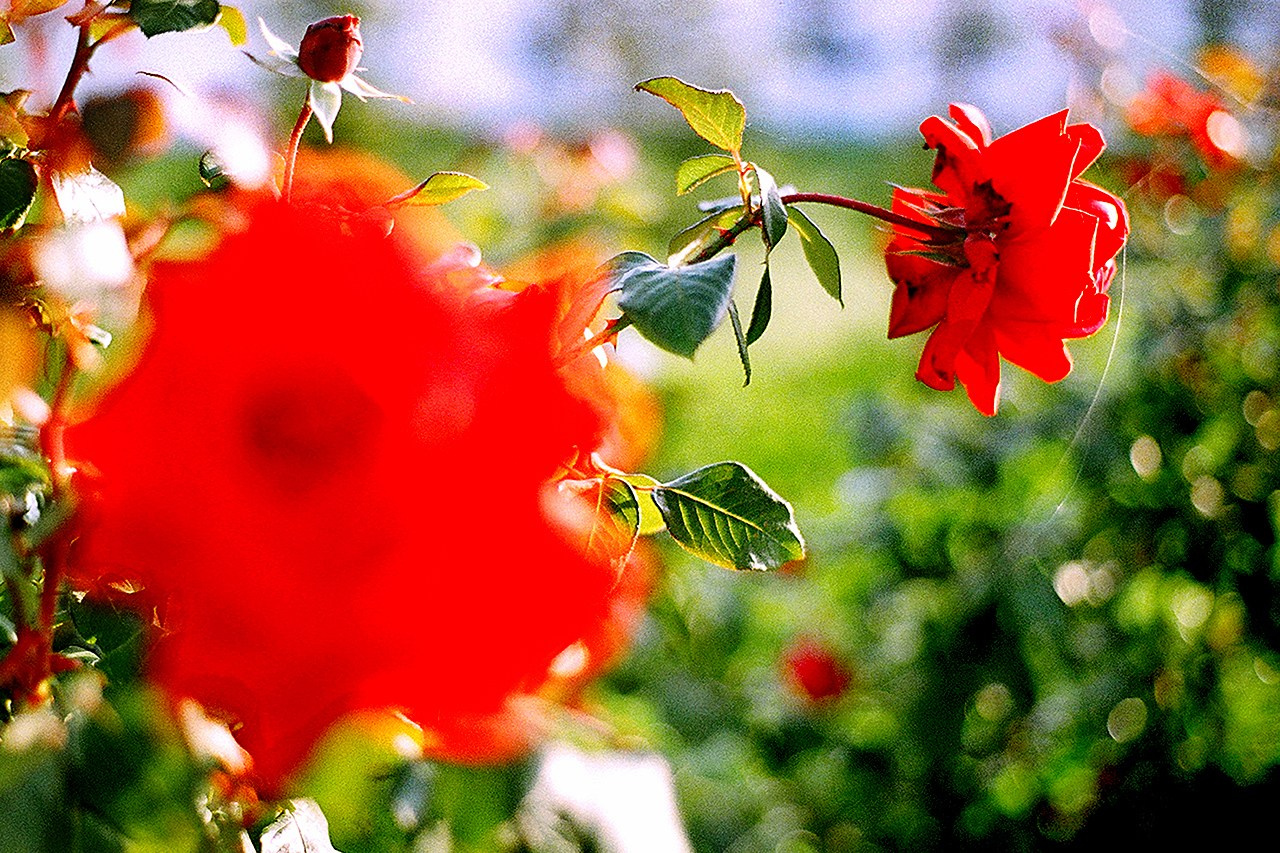 РАЗНОЕ. Андрей Пономарёв