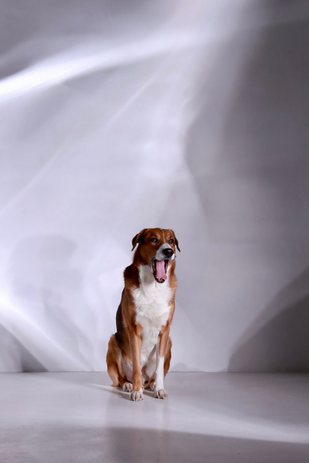 Животные. Художественная фотография